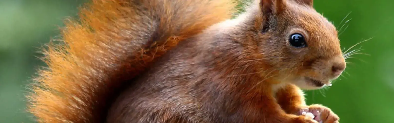 Animal welfare